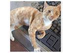 Pumpkin Domestic Shorthair Young Male