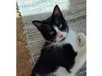 Cedric Domestic Shorthair Young Male