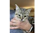 Cinnamon_LA Domestic Shorthair Kitten Female