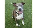 Louise American Pit Bull Terrier Adult Female