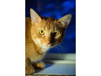 Adopt Jonesy a Orange or Red Domestic Shorthair / Domestic Shorthair / Mixed cat