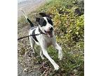 Buxley (1yo,65lb) Treeing Walker Coonhound Adult Male