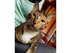 Sande Domestic Shorthair Young Female