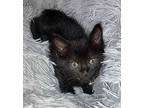 Presley Domestic Shorthair Kitten Male
