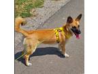 Adopt Charleigh a Tan/Yellow/Fawn Shepherd (Unknown Type) / Corgi / Mixed dog in