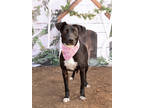 Adopt Dezzie a Black Labrador Retriever / Mixed dog in Justin, TX (37698751)