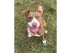 Huckleberry American Pit Bull Terrier Young Female