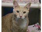 Cochise Domestic Shorthair Young Male
