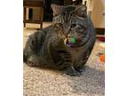Curly -TC Domestic Shorthair Adult Male