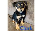 Clark Mixed Breed (Medium) Puppy Male