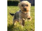 Bear Yorkie, Yorkshire Terrier Puppy Male