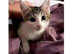 Lorelei (Gilmore Girls Litter) Domestic Shorthair Kitten Female