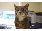 Guido Domestic Shorthair Adult Male