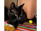 Kenna Domestic Shorthair Adult Female