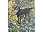 Domino German Shorthaired Pointer Young Male