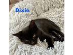 Dixie Domestic Shorthair Kitten Female