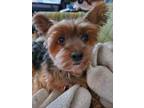 Teddy Yorkie, Yorkshire Terrier Adult Male