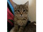 Bruna American Shorthair Kitten Female