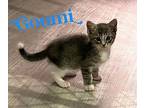 Kitten: Goumi Domestic Shorthair Kitten Male