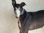 Patti Greyhound Adult Female