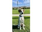 Adopt Sullivan a White - with Tan, Yellow or Fawn Beagle / Whippet / Mixed dog