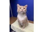 Adopt Finn a Tan or Fawn Domestic Shorthair / Domestic Shorthair / Mixed cat in