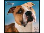 Shep American Pit Bull Terrier Adult Male
