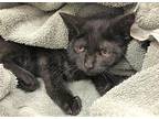 C23-171 Rosalee Domestic Shorthair Young Female
