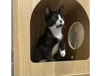 Rolly Polly - at Petco Domestic Shorthair Kitten Male