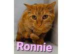 Adopt Ronnie a Domestic Shorthair / Mixed (short coat) cat in Sapulpa