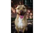 Adopt River a Tan/Yellow/Fawn American Pit Bull Terrier / Mixed dog in New Bern