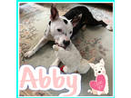 Adopt Abby a Black American Pit Bull Terrier / Mixed dog in Cincinnati