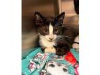 Copper - at Petco Domestic Shorthair Kitten Male