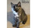 Moxie Domestic Shorthair Kitten Female