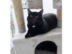 Adopt Zipper a All Black Domestic Shorthair (short coat) cat in Missoula