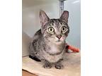 C23-184 Calliope Domestic Shorthair Young Female