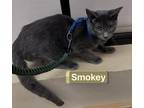 Smokey Domestic Shorthair Kitten Male