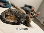 Pumpkin Domestic Shorthair Adult Female