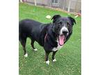 Mikey Labrador Retriever Adult Male