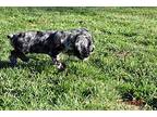 Haggis (PA) Cocker Spaniel Puppy Male