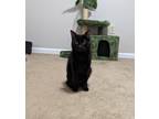 Hallow Domestic Shorthair Adult Male