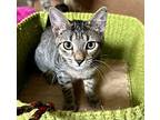 Lexi American Shorthair Kitten Female