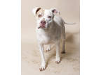Adopt Petey a White American Pit Bull Terrier / Mixed dog in Santa Paula