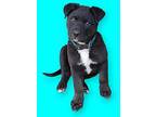 Flynn Labrador Retriever Puppy Male