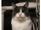 Tony Domestic Shorthair Adult Male