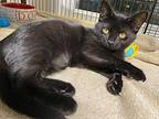 Jada Domestic Shorthair Kitten Female