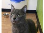 Alfie Domestic Shorthair Adult Male