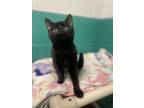 Catalie Wood Domestic Shorthair Young Female