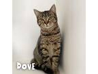 Dove Domestic Shorthair Young Female