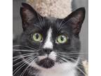 Adopt Antoinette a Black & White or Tuxedo Domestic Shorthair / Mixed (short